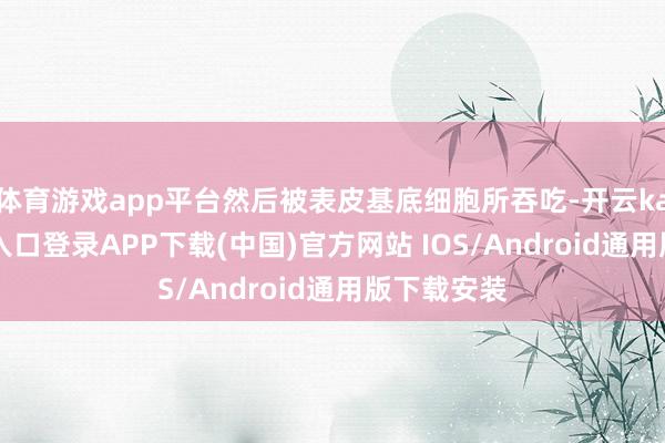体育游戏app平台然后被表皮基底细胞所吞吃-开云kaiyun登录入口登录APP下载(中国)官方网站 IOS/Android通用版下载安装